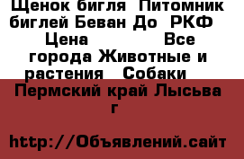 Щенок бигля. Питомник биглей Беван-До (РКФ) › Цена ­ 20 000 - Все города Животные и растения » Собаки   . Пермский край,Лысьва г.